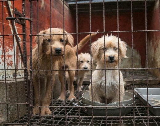 Sad dogs in a dirty cage on a dog meat farm in Korea