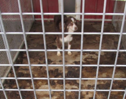 Dog in a filthy cage found in a dog breeding facility in MO
