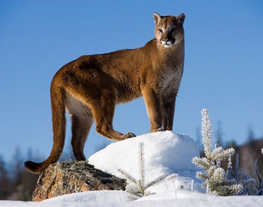 Mountain lion standing in the snow in winter near Glacier National Park, Montana