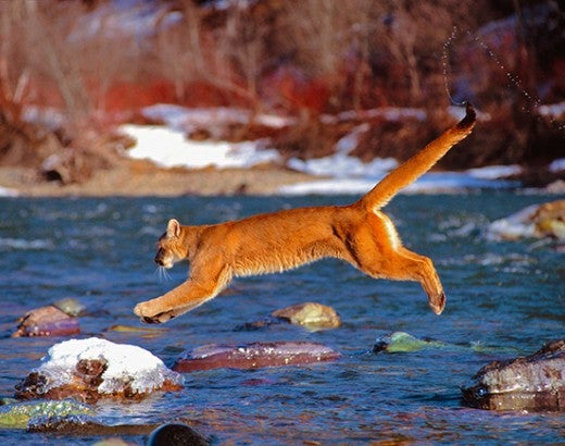 Mountain lion leaping from rock to rock