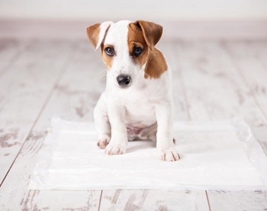Puppy sitting on a puppy pad