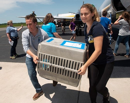 Shelter and rescue partners offload some of the approximately 130 cats and dogs from Oklahoma shelters at the Manassas Regional Airport during a transport