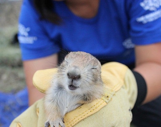 Prairie dog being held by HSUS staff member during habitat and translocation work
