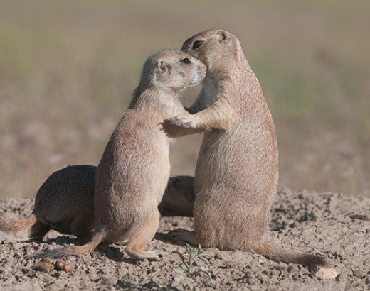 Two prairie dogs standing together