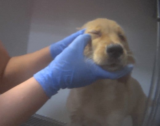 Golden Retriever dog being handled at the Petland store in Frisco TX