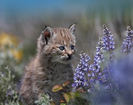 Bobcat kitten in a field with flowers