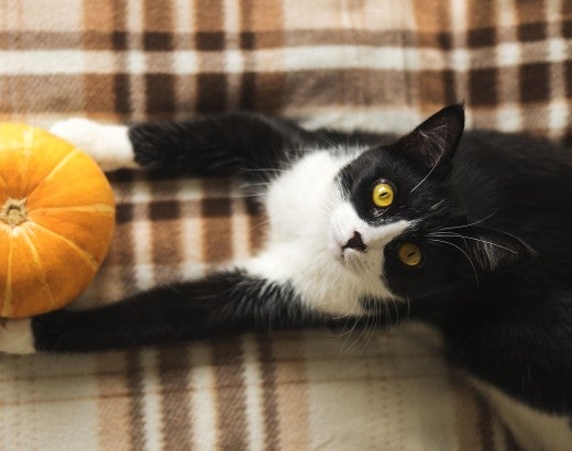 Black and white cat lying on plaid blanket holding a pumpkin. 