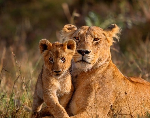 Lioness with cub in a grassy field