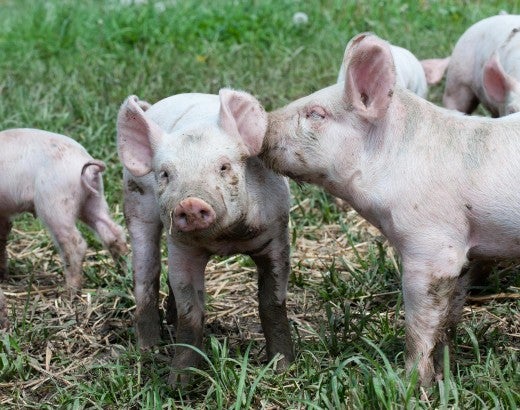 Happy pigs nuzzling each other in a field