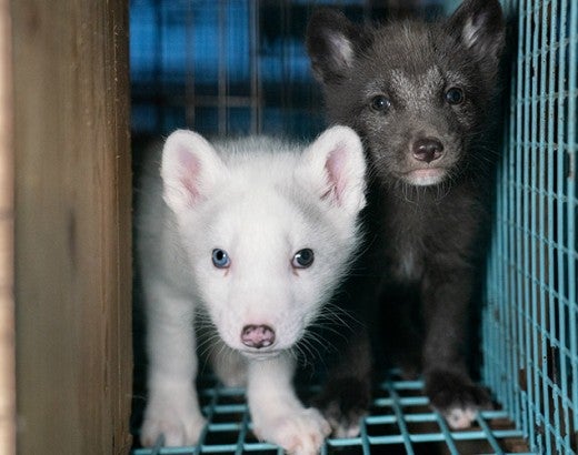 Two scared baby foxes in a cage on a fur farm
