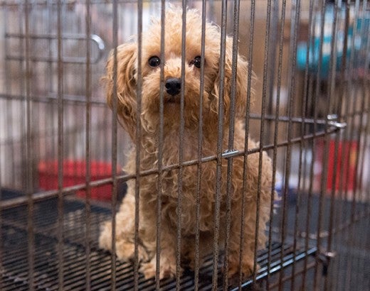 Sad dog in a dirty cage before being rescued from a puppy mill