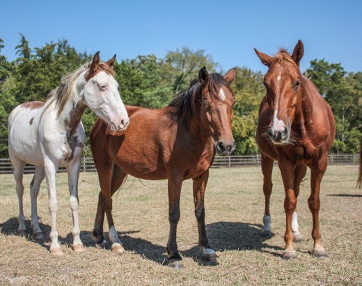 Three healthy horses, thrive after being rescued