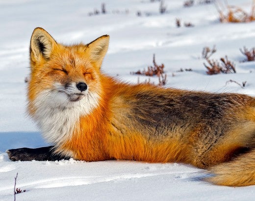 Wild red fox relaxing in the snow