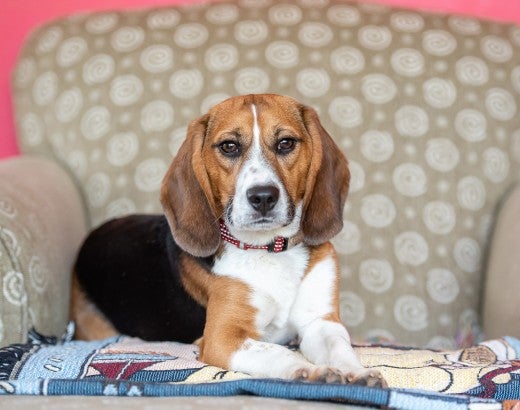 Portrait of Teddy, a beagle, sitting on a comfy armchair in his new home