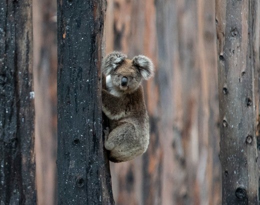 Koala in charred trees after the Australia wildfires