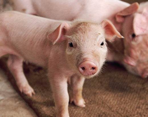 Cute baby pig on a farm