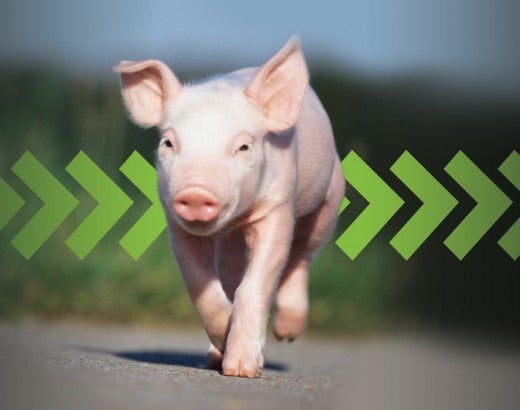 Photo illustration of happy pig running with green arrows