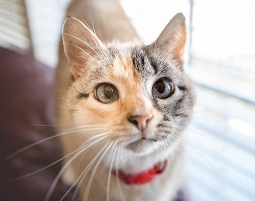 Portrait of a cute calico cat wearing a red collar