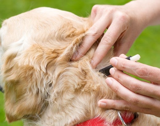 How to remove tick on dog