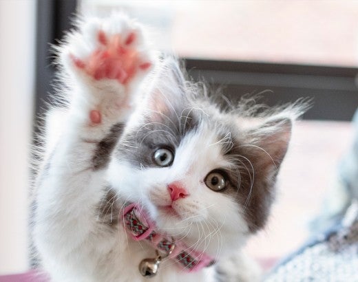Cute kitten raising her paw