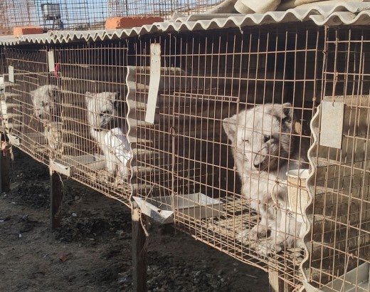 rows of cages holding many arctic fox at a fur farm in China