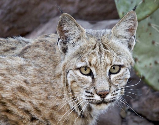 Portrait of a wild bobcat in New Mexico