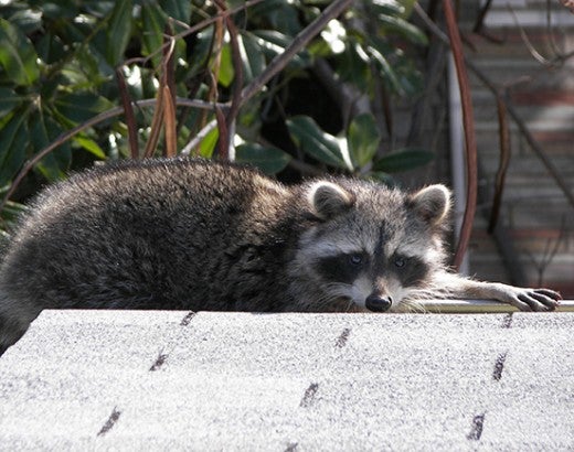 Raccoon on a roof