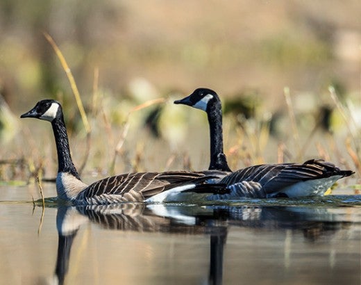 Canada geese swimming in a pond