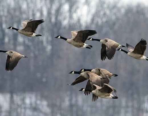 Flock of Canada geese flying