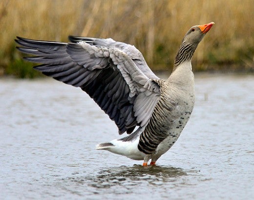 Grey goose spreading his wings