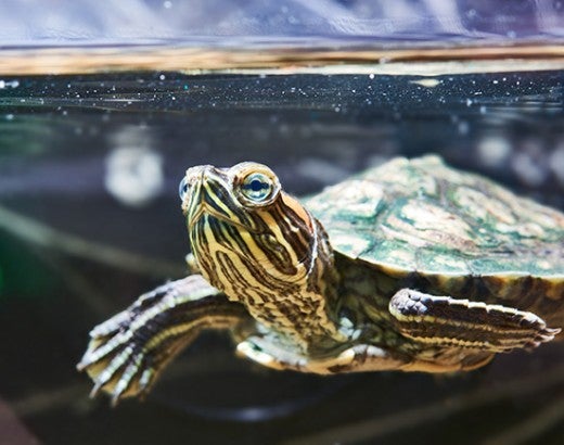 Pet turtle in a home aquarium