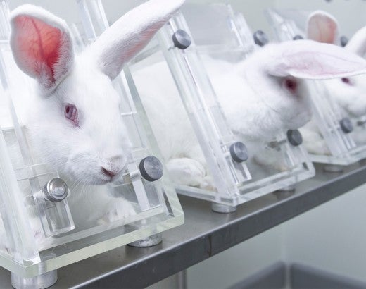 Rabbits contained in confining stock holds for use in research