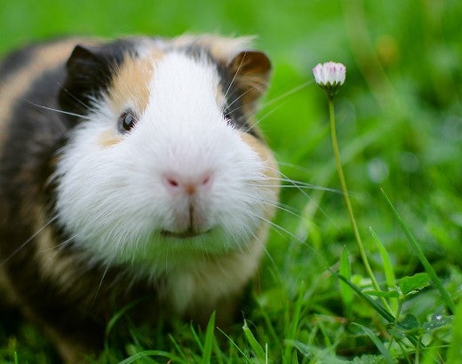 Portrait of a guinea pig in the grass