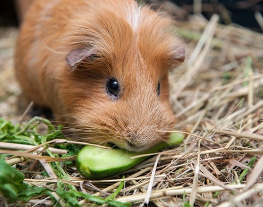 Cute guinea pig eating a cucumber