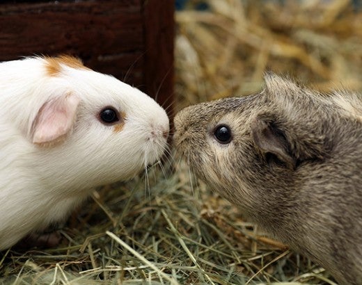 Cute guinea pigs kissing
