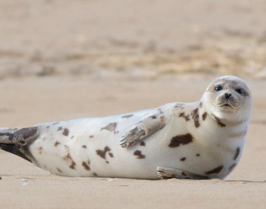 Portrait of a harbor seal on a beach in Massachusetts