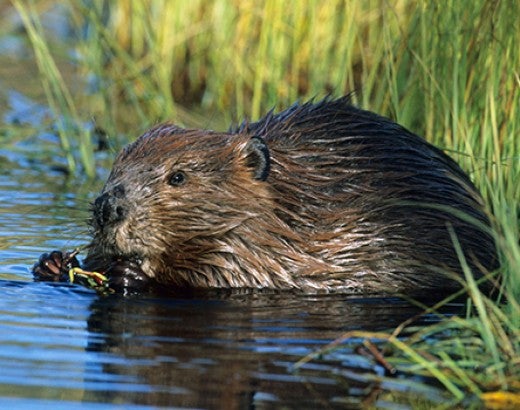 beaver eating a snack in the grass near a pond
