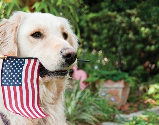 Golden retriever dog with American flag