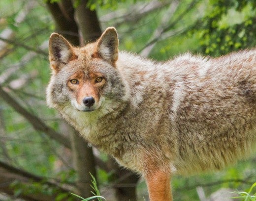 A wild coyote stares straight at the camera in spring.