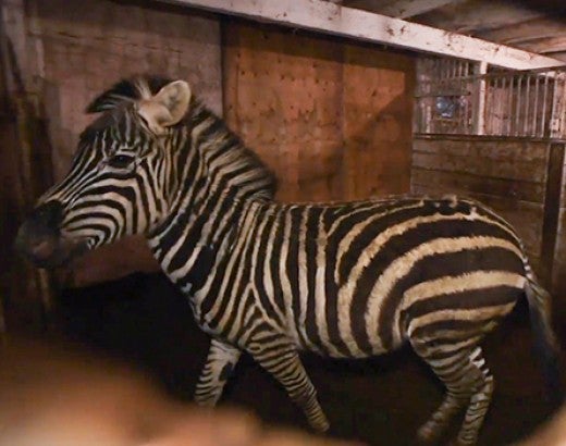 Zebra in dark roadside zoo housing