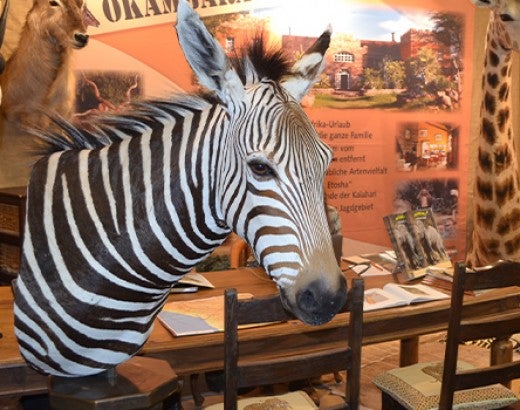 Taxidermy zebra at trophy hunting convention