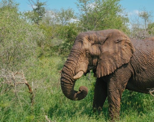 Riff Raff, an African Elephant