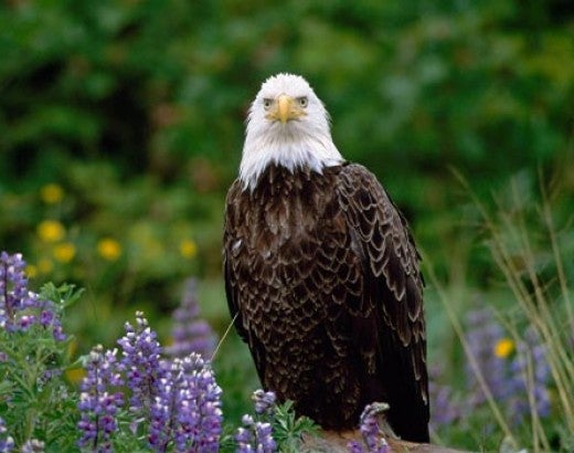 bald eagle stands in a grassy meadow