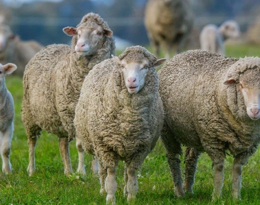 A group of sheep in a grassy field