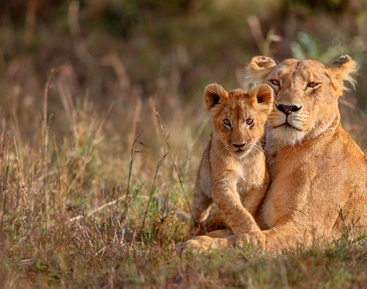 Mother and baby lion sitting in the grass