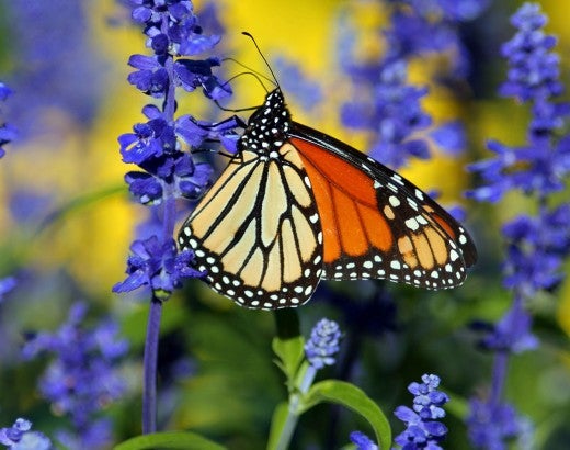 monarch butterfly on purple flowers