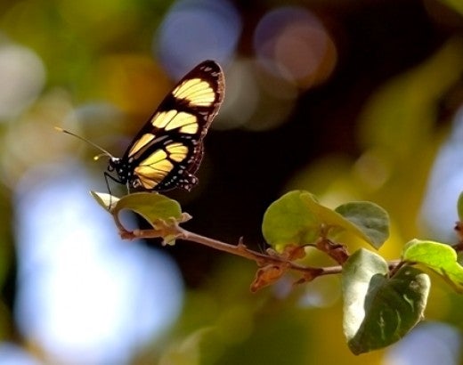 yellow butterfly on a branch