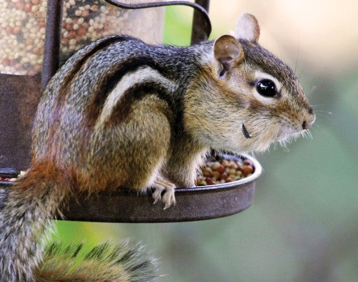 chipmunk on a bird feeder