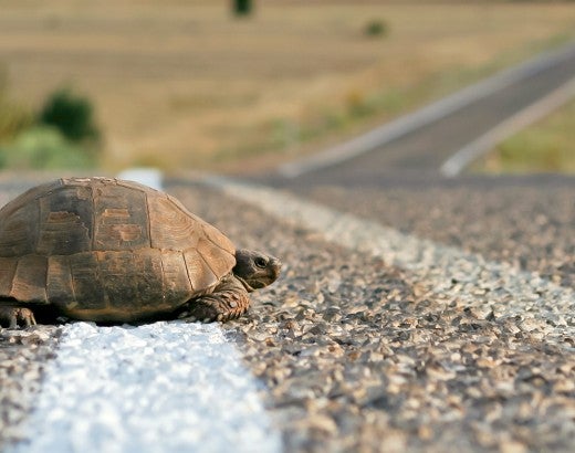 Turtle crossing the rural road