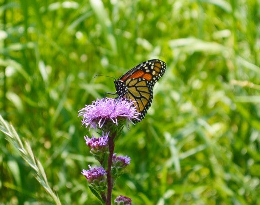 Monarch butterfly in a field of grass